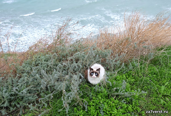 Кошки Анапы